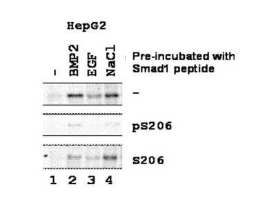 Western Blot: Smad1 [p Ser206] Antibody [NBP1-77858]